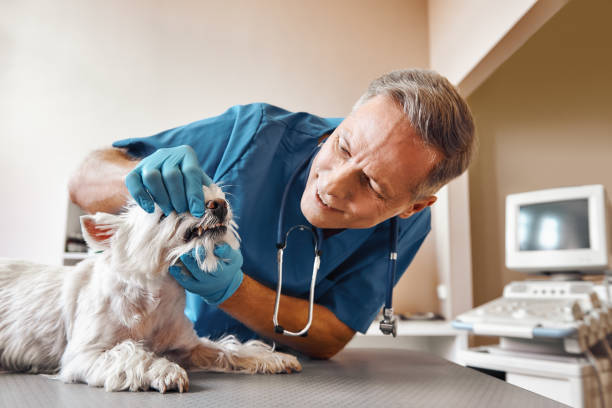 Best Emergency Tooth Extraction in Silver Summit, UT